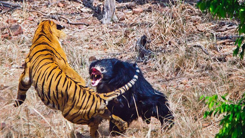 Tierisches Duell in Indien: Bärin verteidigt ihr Junges gegen einen Tiger