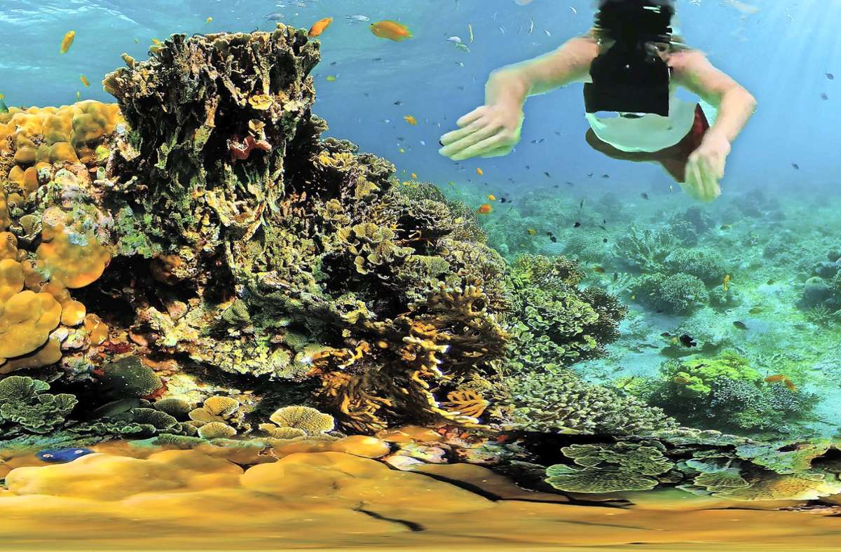 Die VR-Schnorchler können verschiedene Landschaften erkunden, zum Beispiel ein Korallenriff.