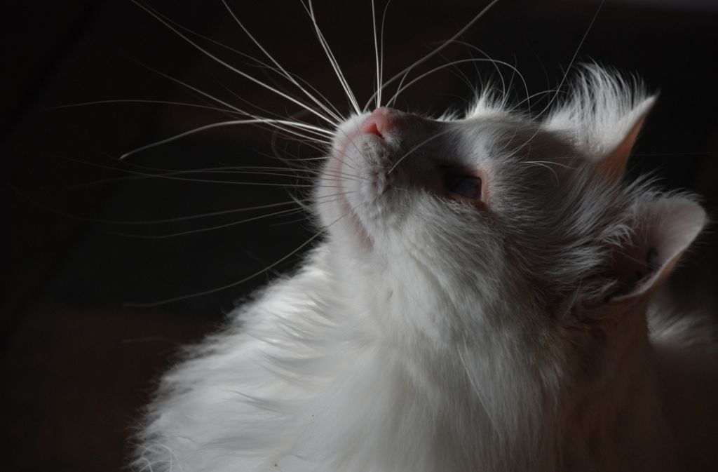 Micky, ein weißer Main-Coon-Mix-Kater stammt ursprünglich von der Katzenhilfe Stuttgart und ist offenbar ein echter Posier-Experte.