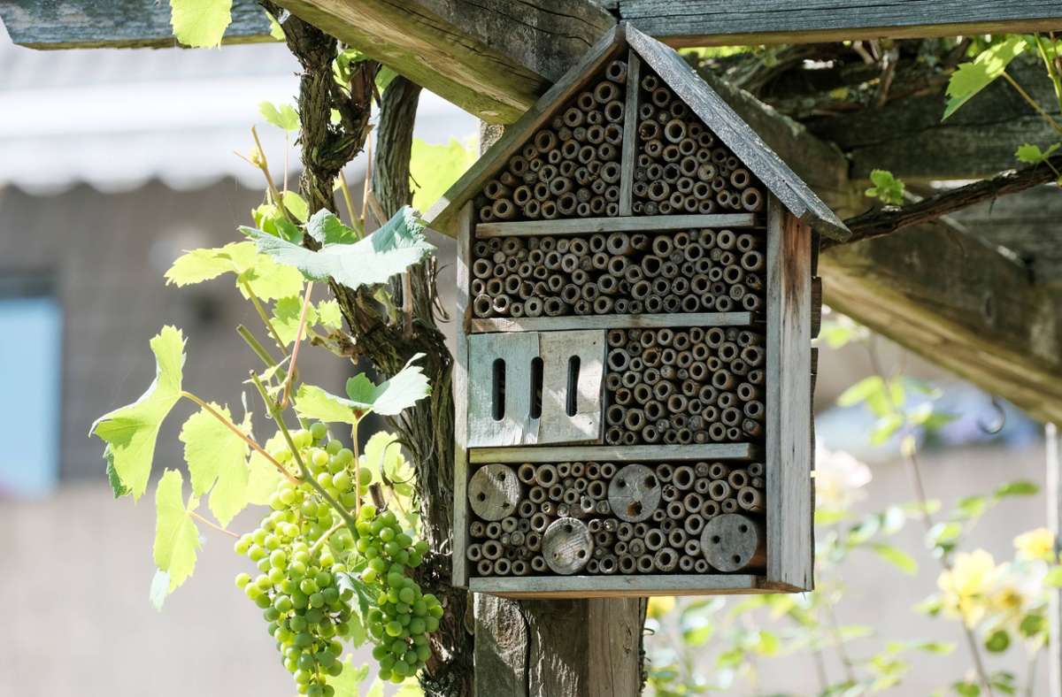 In Bienenhotels auf dem Balkon oder im Garten können die Insekten nisten.