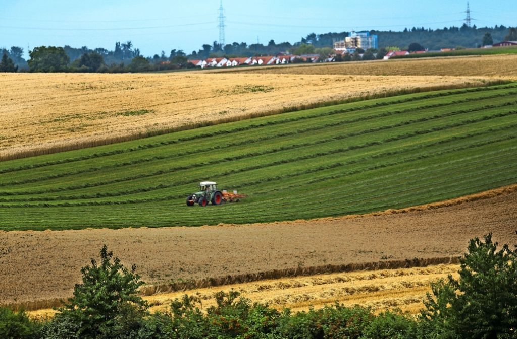 Ernte Im Kreis Ludwigsburg Schlechte Ausbeute Bei Getreide Und