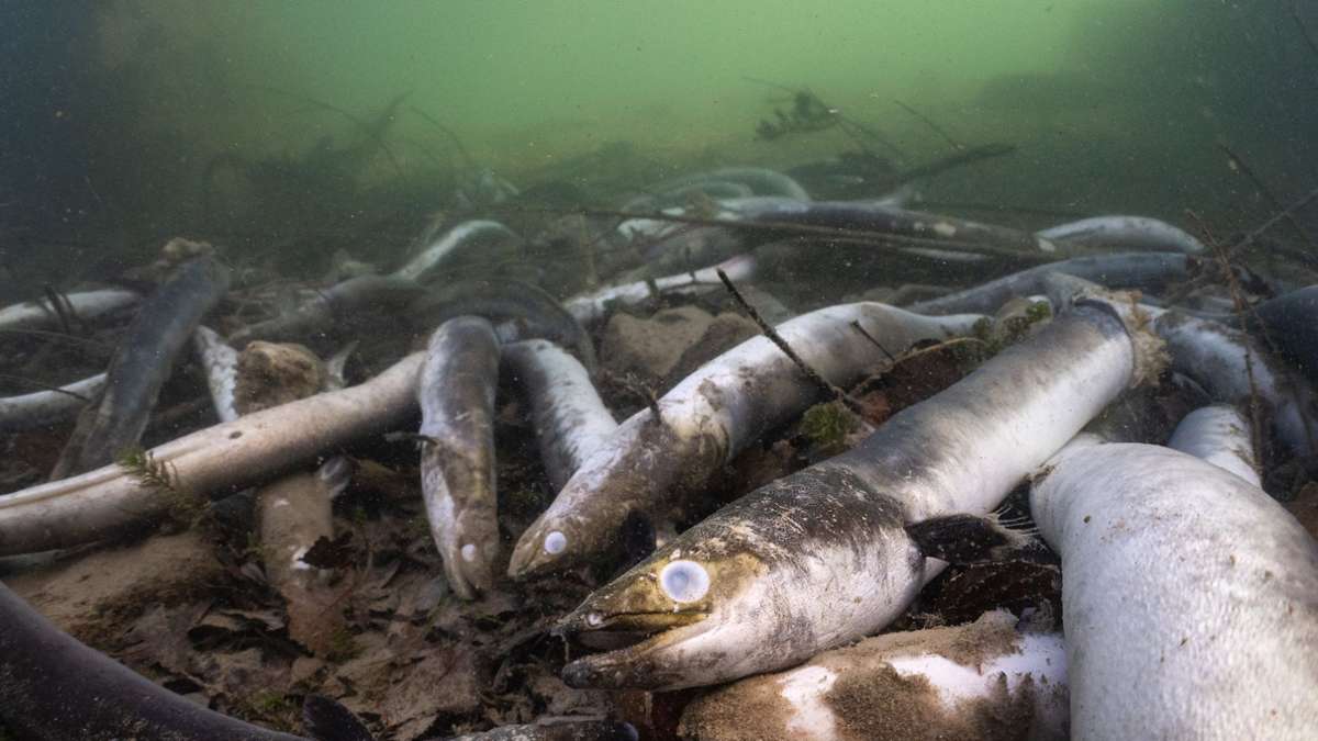 Aal-Gemetzel im Hochrhein: Tausende Fische  getötet und verstümmelt