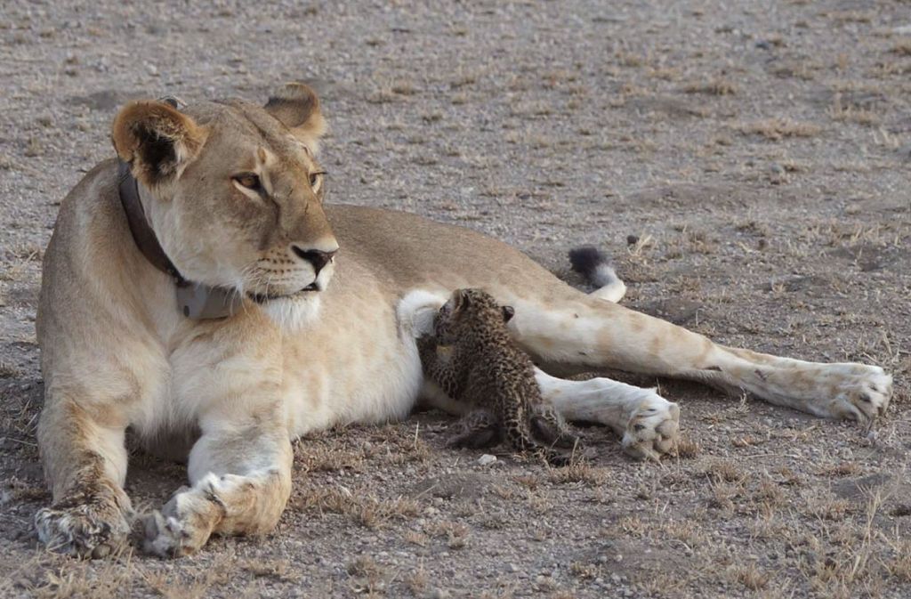 Ein einmaliger Anblick bietet sich dieser Tag Tierpflegen im Ngorongoro-Krater in Tansania.