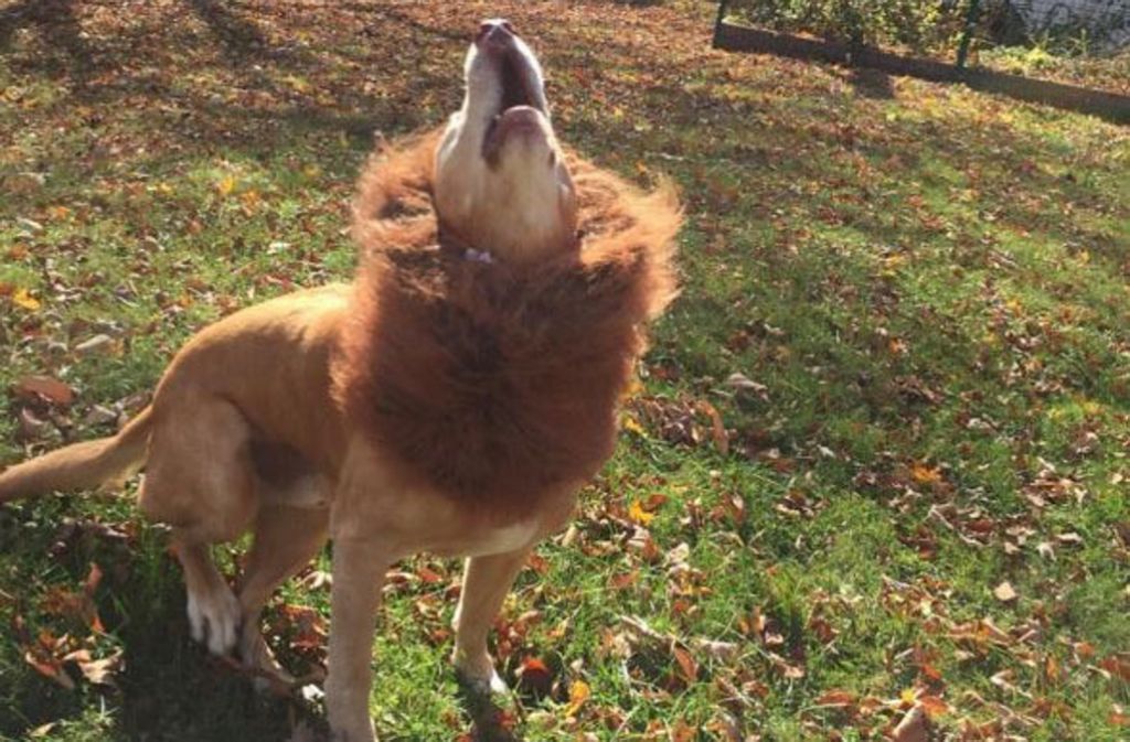Sandfarbene Hunde haben von ihren Herrchen das Halloweenoutfit „Löwenmähne“ erhalten.