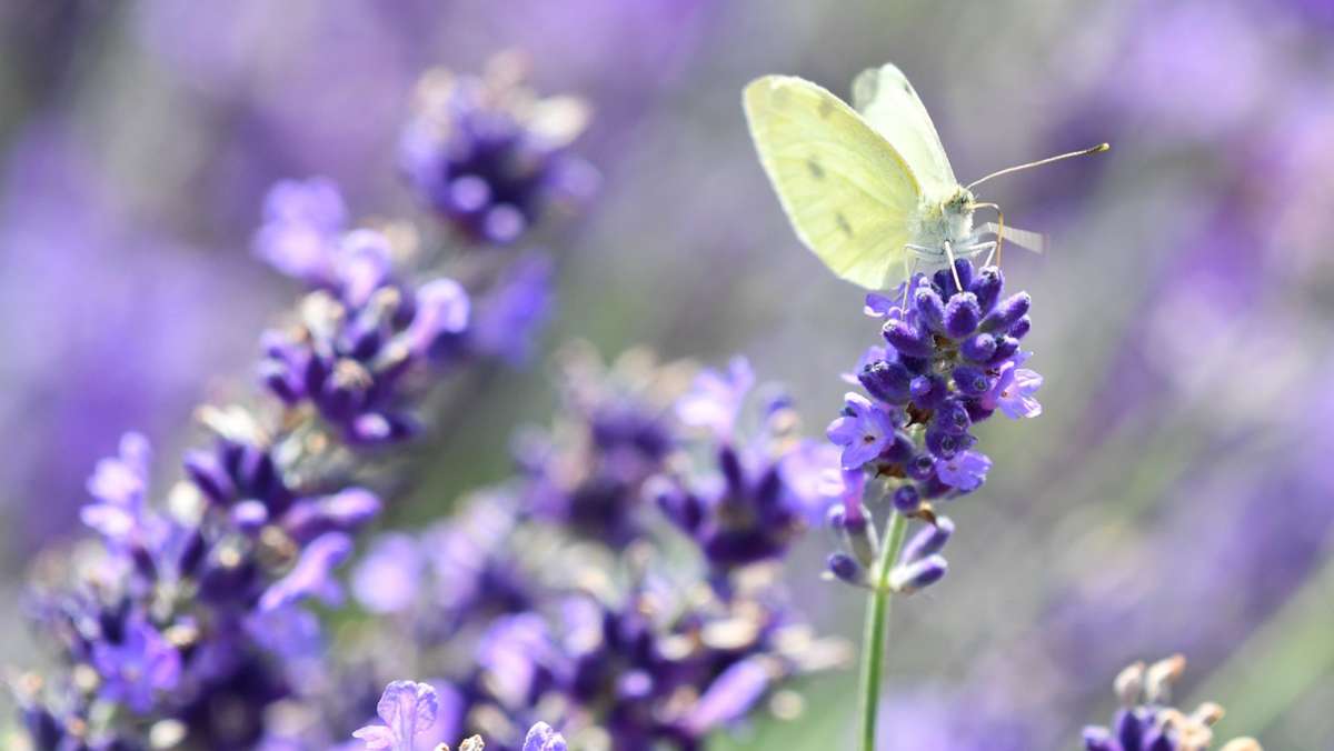 Schmetterlinge  in Deutschland: Hunderte Arten sind vom Aussterben bedroht