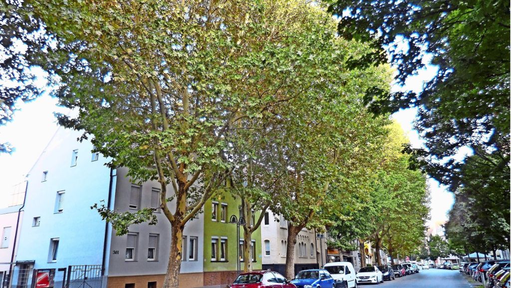Platanen in Stuttgart-Wangen: Platanen bleiben vorerst, wie sie sind