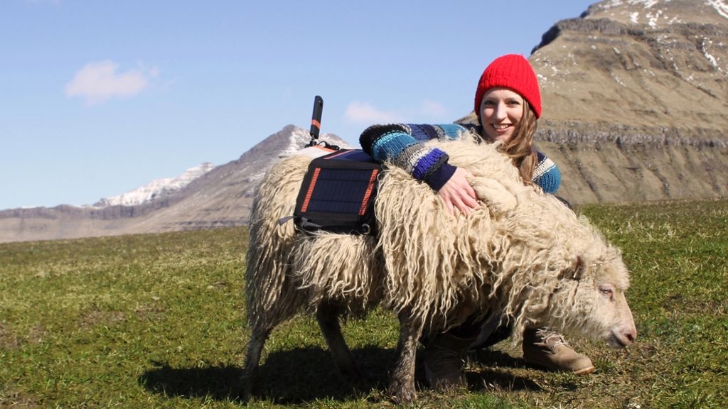 Sheep View statt Google Street View: Wieso Schafe die Färöer-Inseln filmen