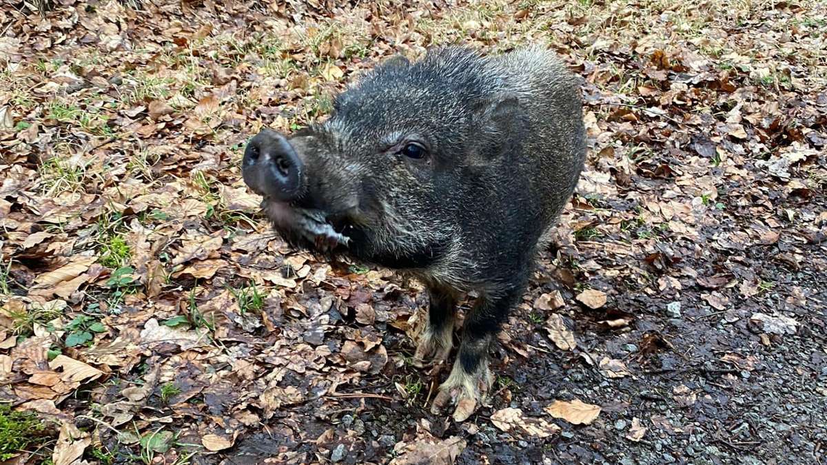 Sindelfingen: Schwein randaliert in Fahrzeug der Feuerwehr