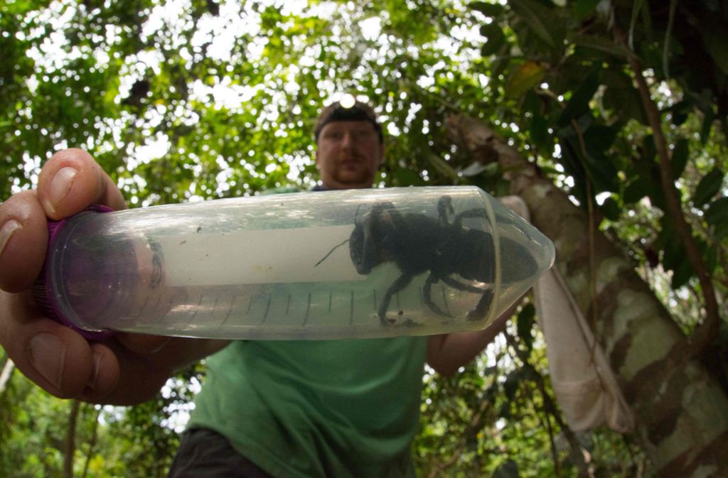 Bienenfotograf Clay Bolt mit einem gefangenen Exemplar der „Wallce’s Giant Bee“.