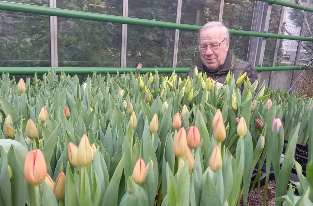 Rainer Belser im Gewächshaus, das im Rückgebäude des Ladens untergebracht ist, mit den frischen Tulpen.
