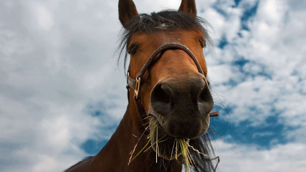  Im US-Bundesstaat South Carolina hat ein Pferdedieb für Schlagzeilen gesorgt. Weniger aufgrund der eigentlichen Tat, sondern wegen seines Verstecks. 
