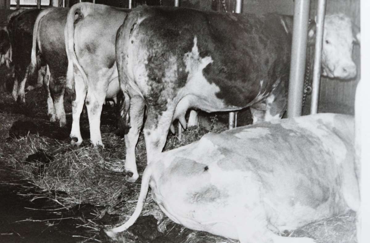 Milchkühe im Stall, Mitte der 60er Jahre