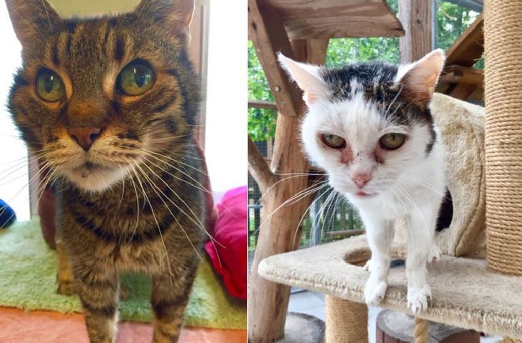 VERMITTELT – Diese beiden Miezekatzen heißen Whisky und Sherry. Sie sind schon ziemlich betagt (2000 geboren) und sind sehr liebe und zutrauliche Wohnungskatzen. Bis auf die altersbedingten Wehwehchen geht es ihnen gut. Die beiden Samtpfoten hoffen nun auf ein Zuhause, um ihre letzten Tage nicht im Tierheim verbringen zu müssen.