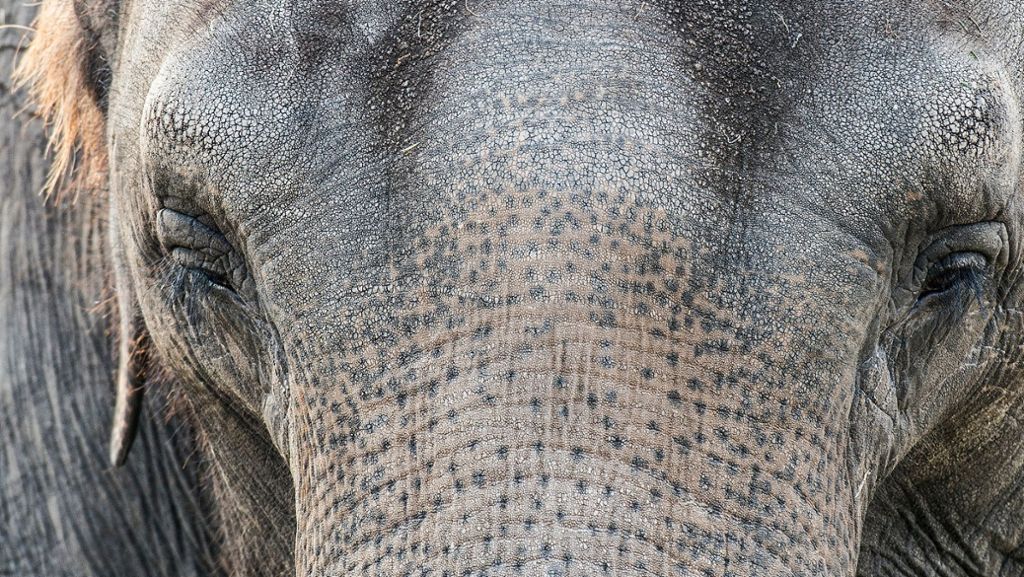  Diesen Einsatz werden die Helfer so schnell mit Sicherheit nicht vergessen. Ein Elefantenweibchen bleibt in Thailand im Schlamm stecken. Die Rettung ist alles andere als einfach. 