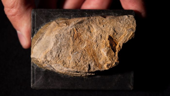 Älter als alle bisherigen Funde  – Forscher identifizieren Ursalamander