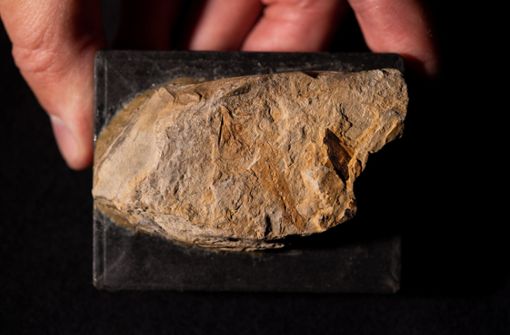 Forscher des Stuttgarter Naturkundemuseums haben das entdeckte Fossil als ältesten bekannten Vorfahr des Salamanders identifiziert. Foto: dpa/Marijan Murat