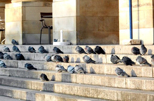 Tauben sitzen auf den Stufen vor dem Stuttgarter Königsbau. In der Landeshauptstadt ist es verboten, die Vögel zu füttern. Foto: Leserfotograf remstal-knipser