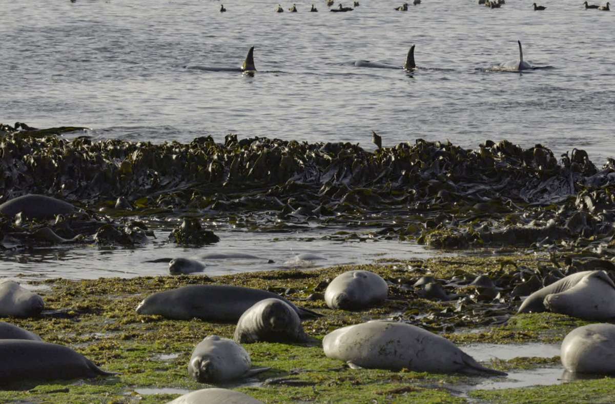 „Die geheimnisvolle Welt der Wale: Orcas in Patagonien jagen Robben vom Strand