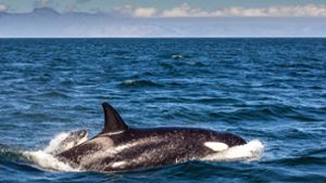 Schwertwal vor Südafrika: „Bahnbrechender Einblick“:  Einzelner Orca tötet Weißen Hai