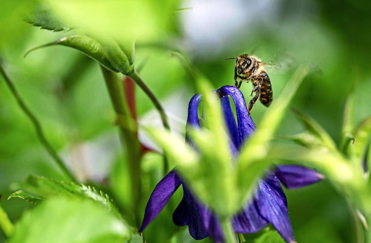 Derzeit sammeln die Bienen bereits  an Christrose und Haselstrauch Pollen ein. Foto: /Giacinto Carlucci