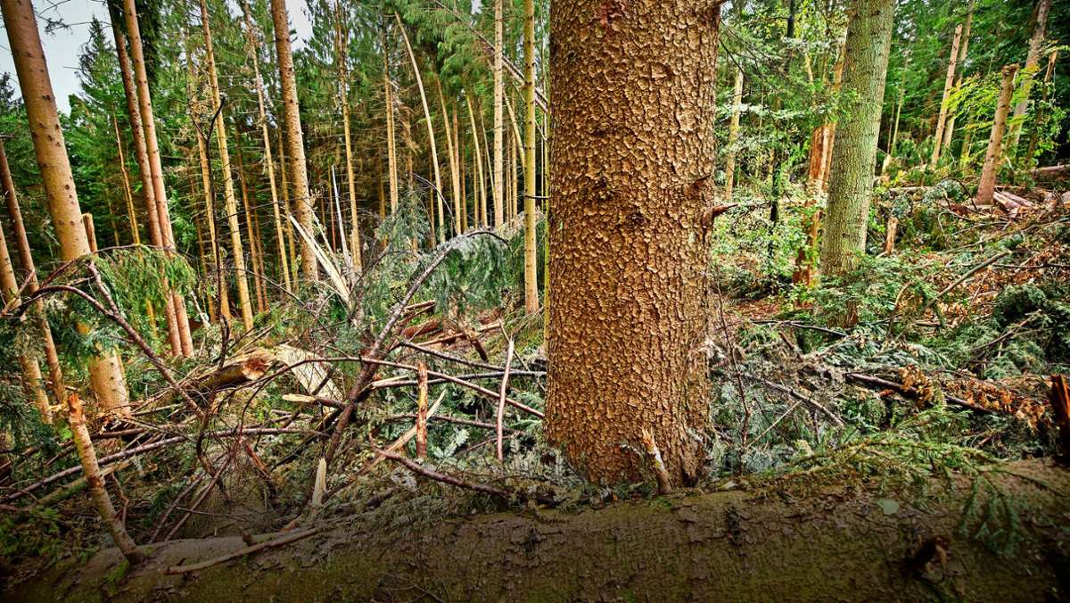 Aufräumarbeiten in Murrhardt und Althütte: Lebensgefahr durch Sturmholz
