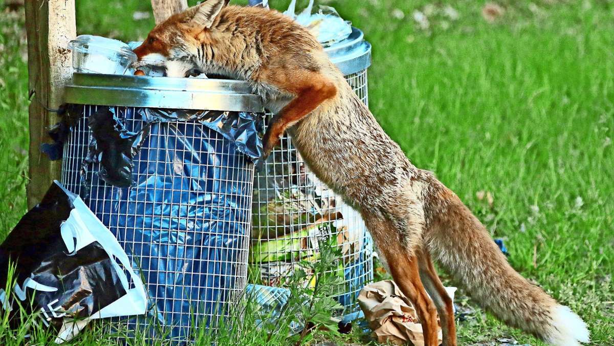 Fuchswoche in Kirchheim: Ist Fuchsjagd noch zeitgemäß? Jäger und Tierschützer im Streit