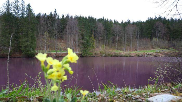 Warum sich ein See im Allgäu plötzlich lila färbt 