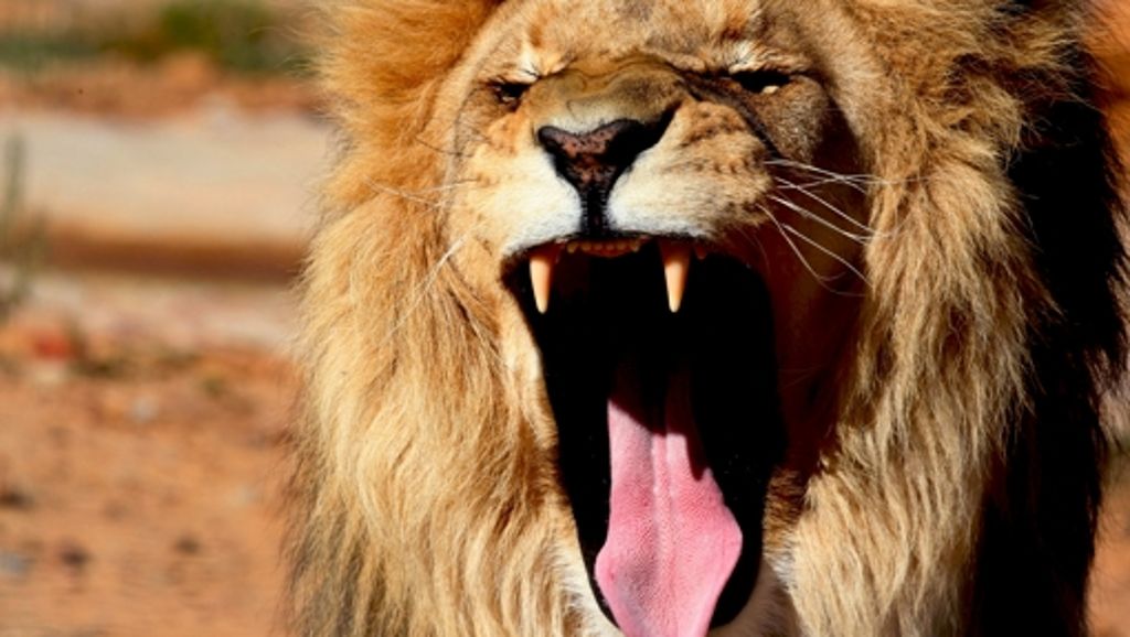 Kinderwissen: Warum Löwen gejagt werden