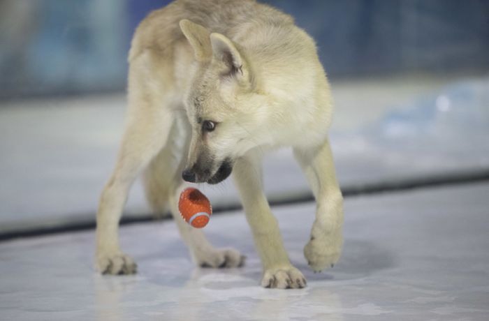 Leihmutter war ein Beagle: Geklonter Polarwolf in China vorgestellt