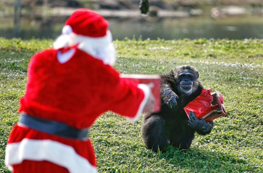 Der Weihnachtsmann besucht auch die Schimpansen im Zoo in West Palm Beach, Florida.