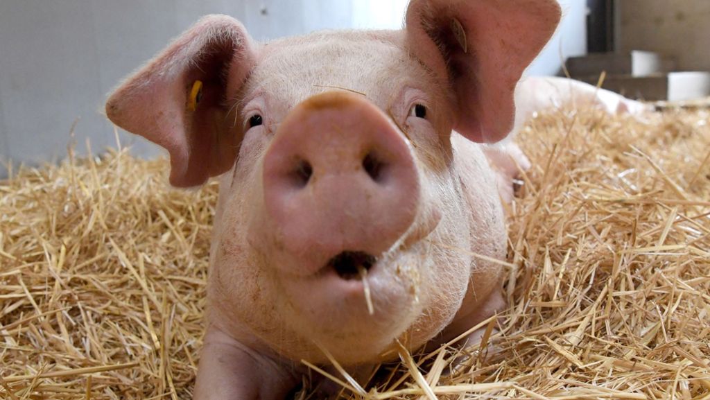 Empörung in China: Schwein an Bungee-Seil vom Turm gestürzt