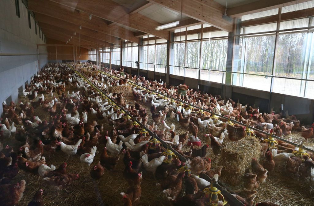 Legehennen sind auf einem Geflügelhof für Freilandhühner bei Eigeltingen in den Stall gesperrt.
