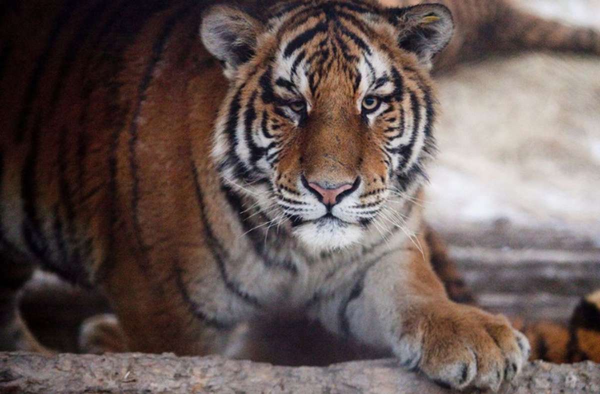 Tiger: Bestand laut WWF in den 13 Tiger-Verbreitungsstaaten mehr als 3000.