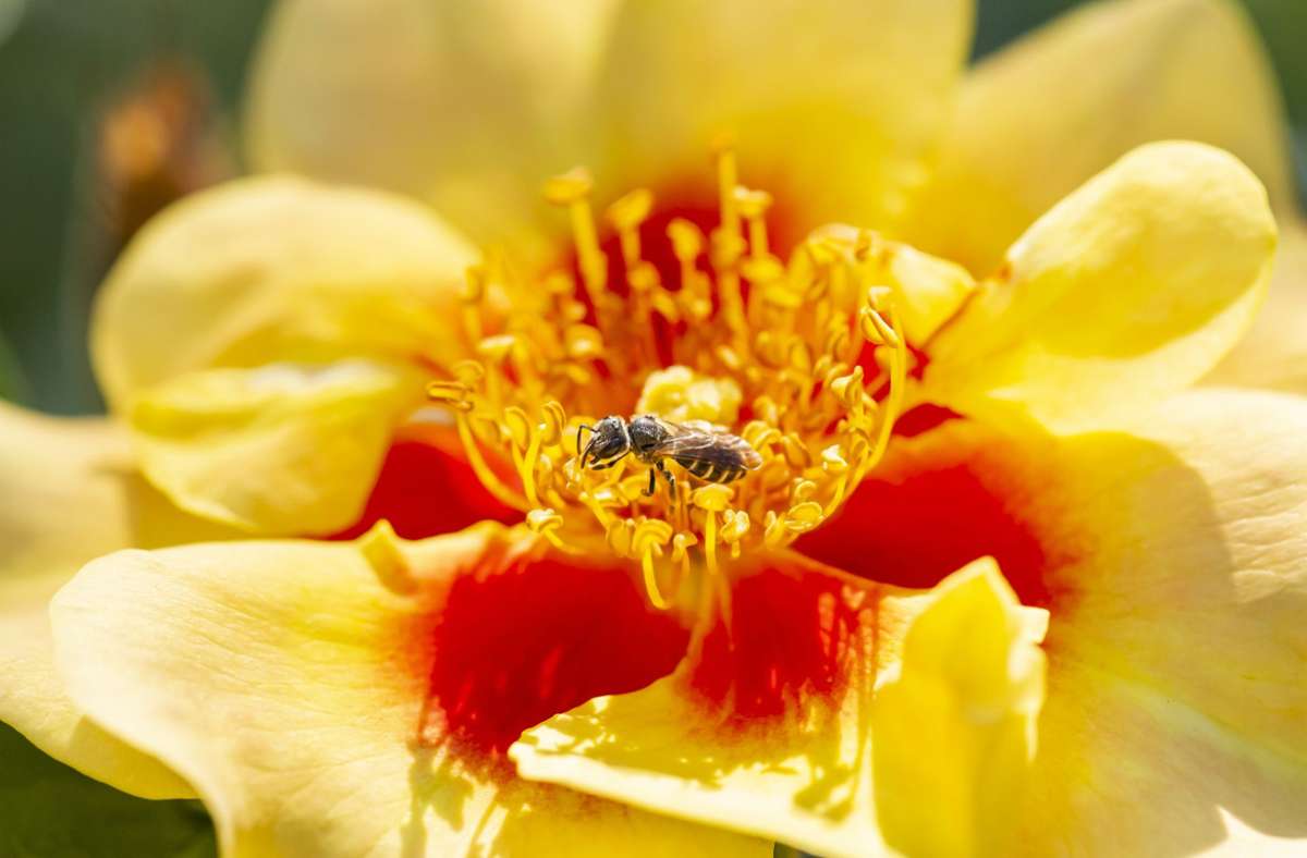 Neben Gärten fotografiert Martin Staffler auch gern Blumen aus der Nähe – hier mit Wildbiene.