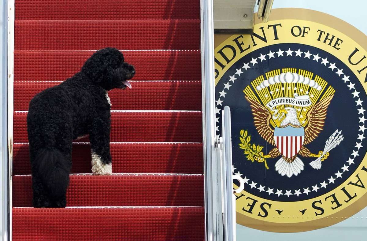 Wie selbstverständlich flog Bo auch in der Präsidentenmaschine „Air Force One“.