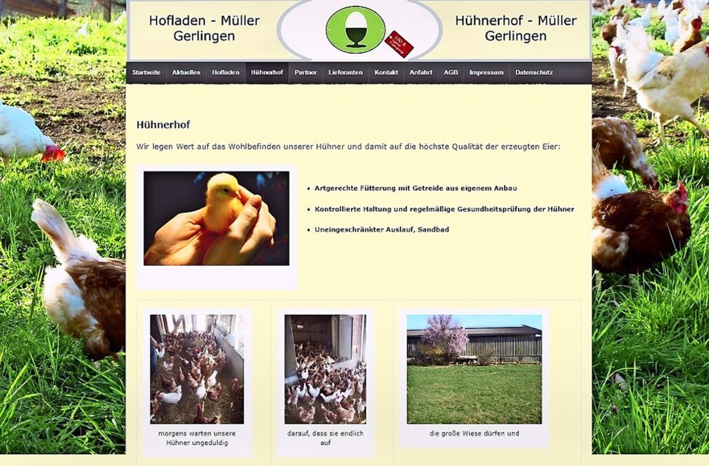 Gepflegte Hühner, umsorgte Küken: idyllische Hühnerwelt in Gerlingen Foto: StZ