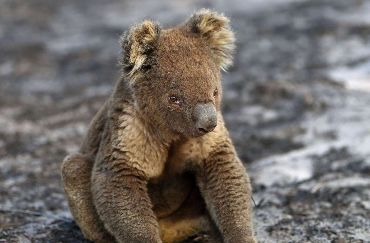 VERLIERER – Koalas: Fast drei Milliarden Wirbeltiere litten 2020 unter den verheerenden Buschbränden in Australien. Sie machten zum Beispiel den Koalas zu schaffen. 60 000 von ihnen waren massiv betroffen – zum Beispiel auf der Insel Fraser Island.
