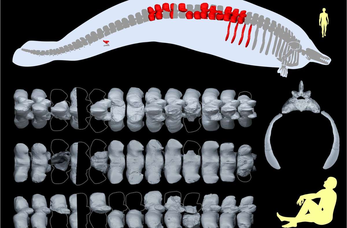 Aus wenigen Knochen schließen Forscher auf das gesamte Skelett.