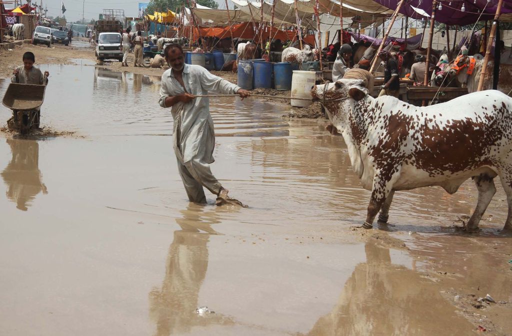 Ein Mann zieht in Karatschi (Pakistan) ein Rind vom Tiermarkt über eine überschwemmte Straße.