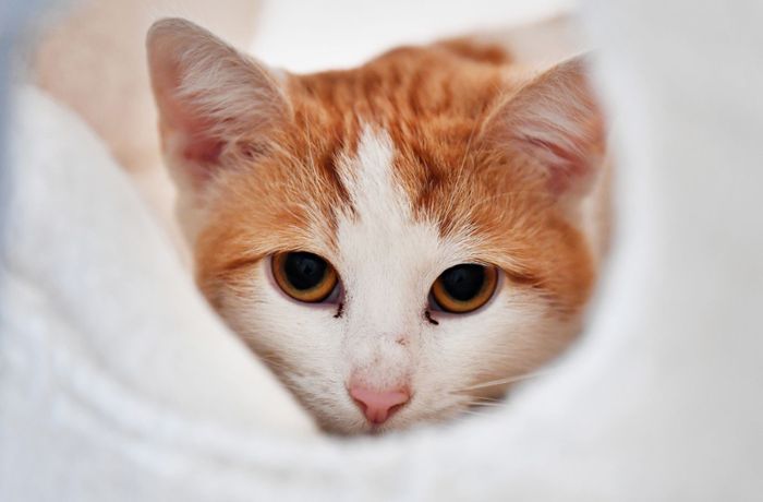 Katzen in luftdicht verschlossenem Paket gefunden