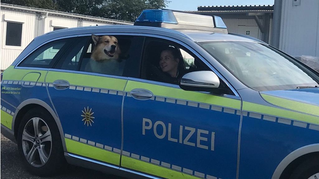 Heidelberg: Polizisten nehmen entlaufenen Hund spontan auf Einsatz mit
