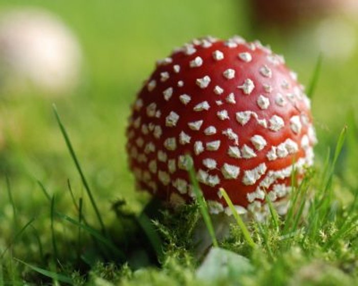 Giftig oder essbar?: Pilze sind eine gefährliche Delikatesse