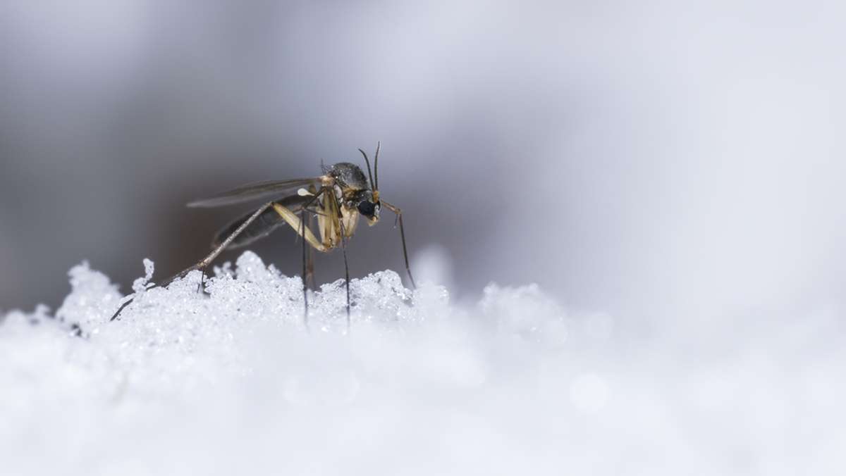 Für Mücken ist vor allem der Winter eine Herausforderung. Erfahren Sie, welche Strategien Mücken für die Überwinterung haben.