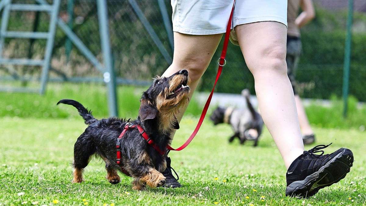Renningen: Weniger Hundesteuer für geschulte Halter?