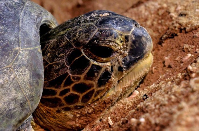 Schildkröte behindert Verkehr und erhält Verwarnung