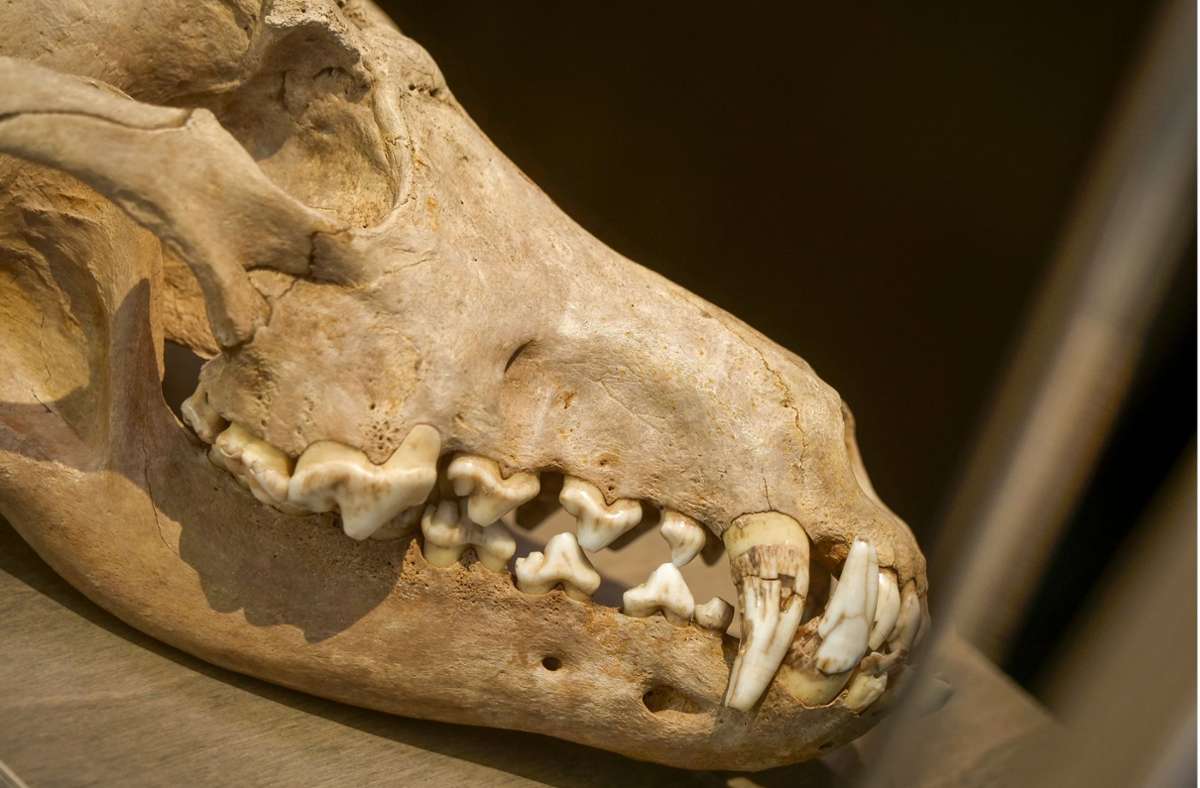 Viele Funde, die in der Ausstellung gezeigt haben, sind mehrere Tausend Jahre alt. Wie dieser Oberkiefer eines eiszeitlichen Wolfes, gefunden in Bad Cannstatt, Alter 11.500 bis 10.000 Jahre.