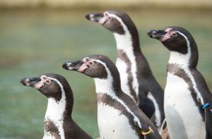 Pinguine erkunden ein Museum