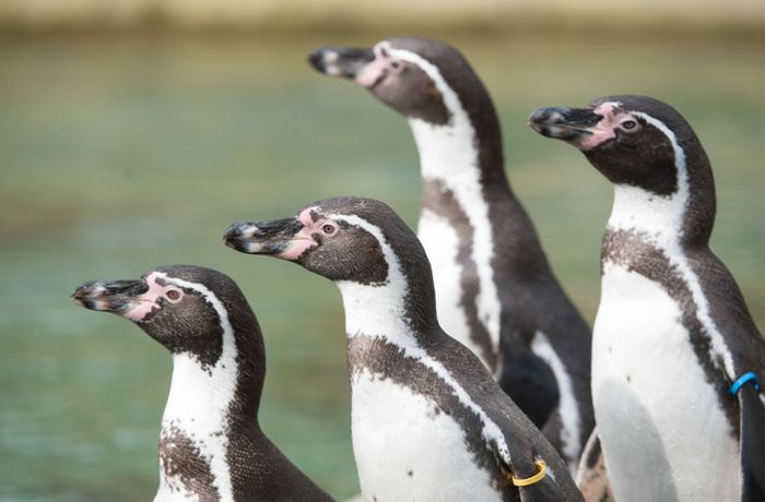 Pinguine erkunden ein Museum