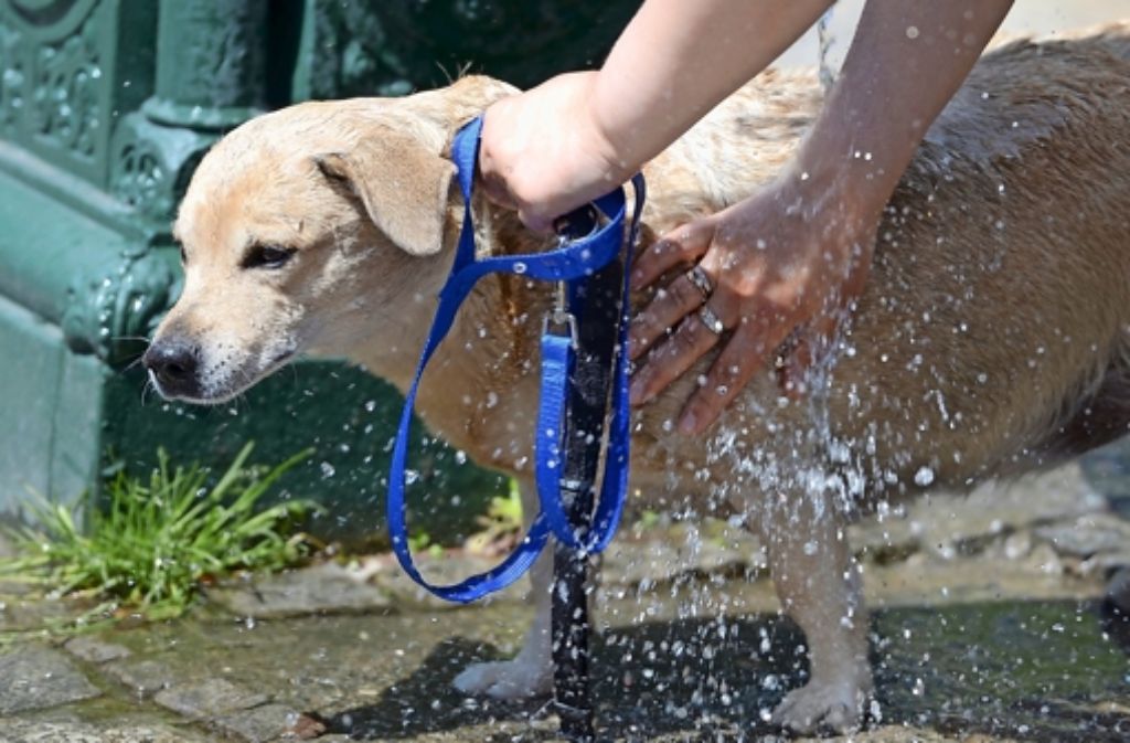Auch Hunde sollten gelegentlich gewaschen werden. Foto: dpa