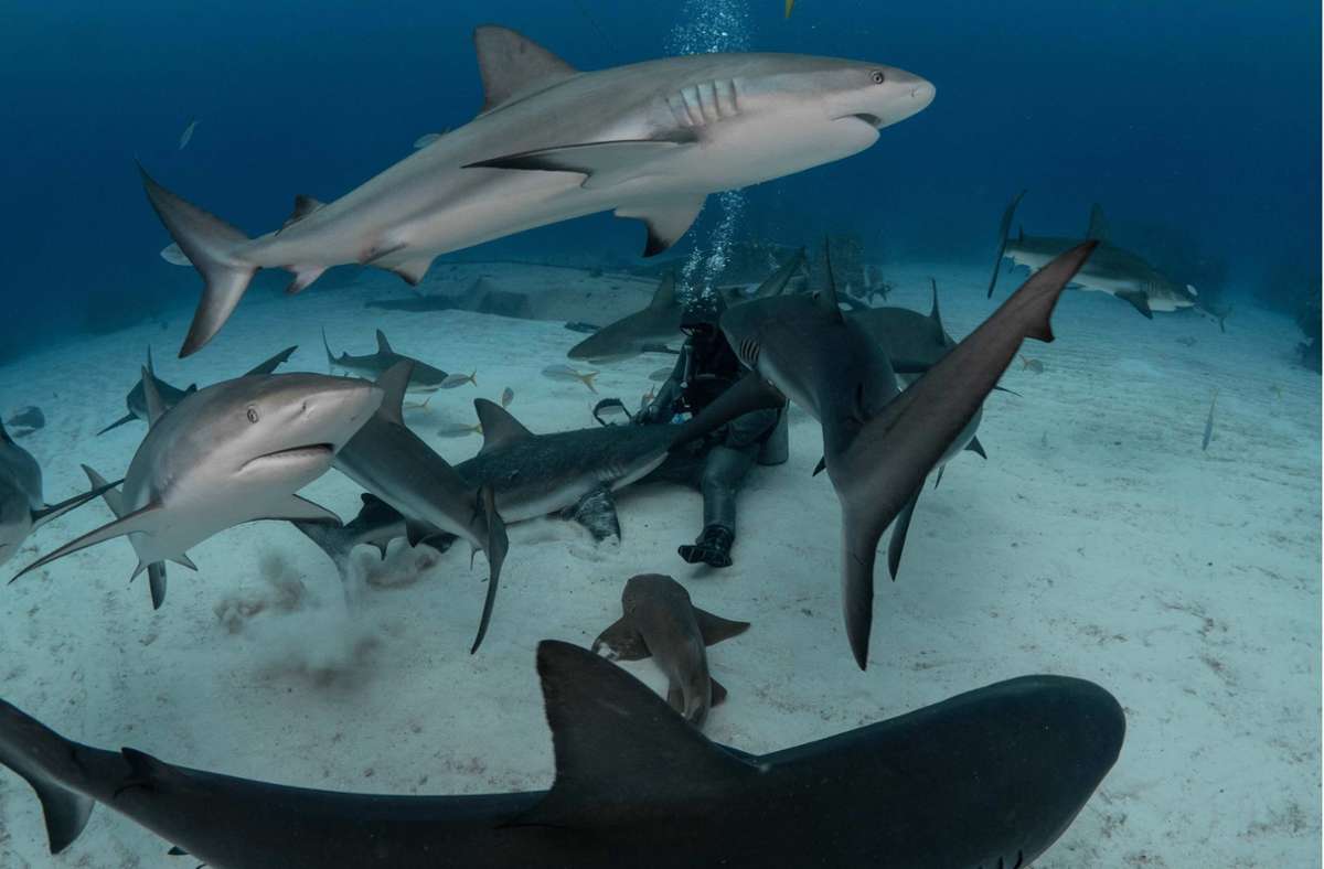 So vertraut ist sie mit manchen Tieren, dass die Haie ihren Kopf in Zenatos Schoß legen, um sich streicheln zu lassen
